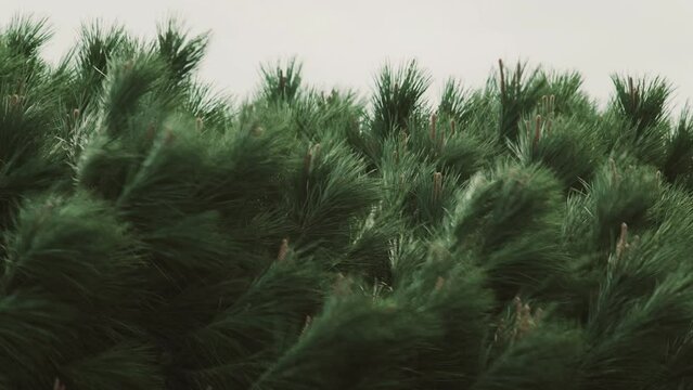 The wind blows the tops of the pines. Close-up of green pine branches swaying in the wind. A strong wind shakes the trees. Hurricane. Stormy weather. Anxious mood.