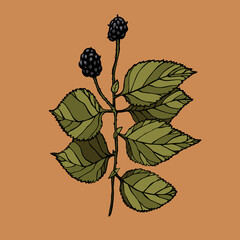 Vector illustration with ink blackberry on background