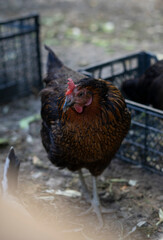 Red brown farm chickens looking curiously at camera behind fences