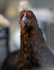 Red brown farm chickens looking curiously at camera behind fences