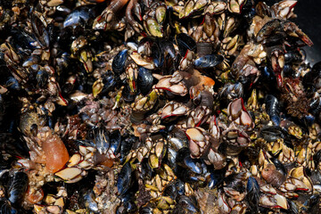 Goose barnacles known as perceves. Famous seafood from crustaceans family