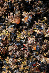 Goose barnacles known as perceves. Famous seafood from crustaceans family