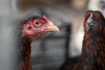 Red brown farm chickens looking curiously at camera behind fences