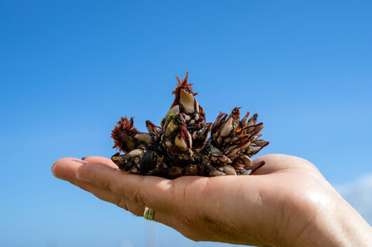 Goose barnacles known as perceves. Famous seafood from crustaceans family