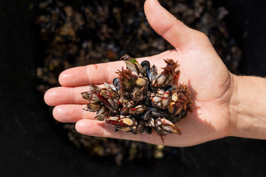 Goose barnacles known as perceves. Famous seafood from crustaceans family