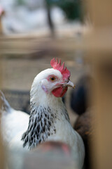 White farm chickens looking curiously at camera