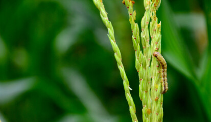 Close-up brown corn caterpillar eating corn flower copy space concept Agricultural damage caused by insect pests