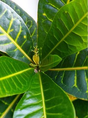 A houseplant with large green leaves. Blooming Croton