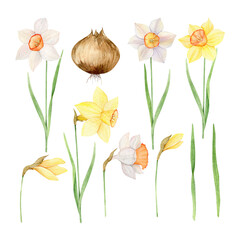 Watercolor set of yellow and white daffodils. Hand painted illustration with spring flowers isolated on white background