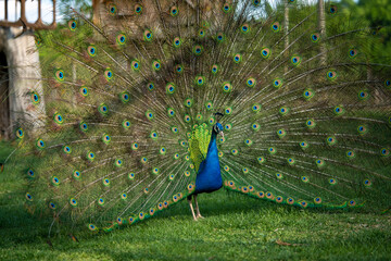 Obraz premium Peacock with spread wings and an interesting vibrant pattern