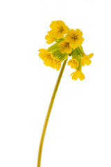 yellow flower isolated on white
