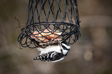 Fototapeta na wymiar Woodpecker eating at tallow feeder on a winter morning day.