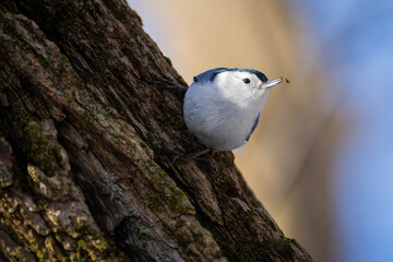 White-breasted nuthatch foraging for food during a cold winter morning.