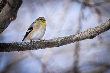 American goldfinch eating sunflower seeds in a park during a winter day.