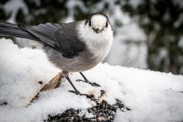 Canada jay eating sunflower seeds during winter.