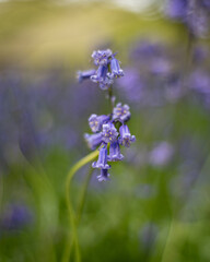 Bluebells
