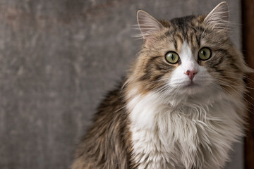 Fototapeta premium beautiful long-haired cat with a white chest, big green eyes and a pink nose. looks at the camera. close-up