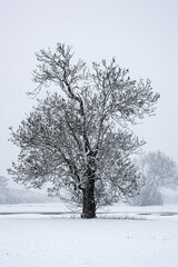 Fototapeta na wymiar tree in snow