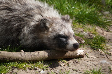 Fototapeta premium raccoon dog