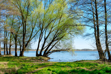 drzewa rosną tuż nad sama wodą nad jeziorem