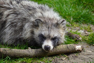 raccoon dog