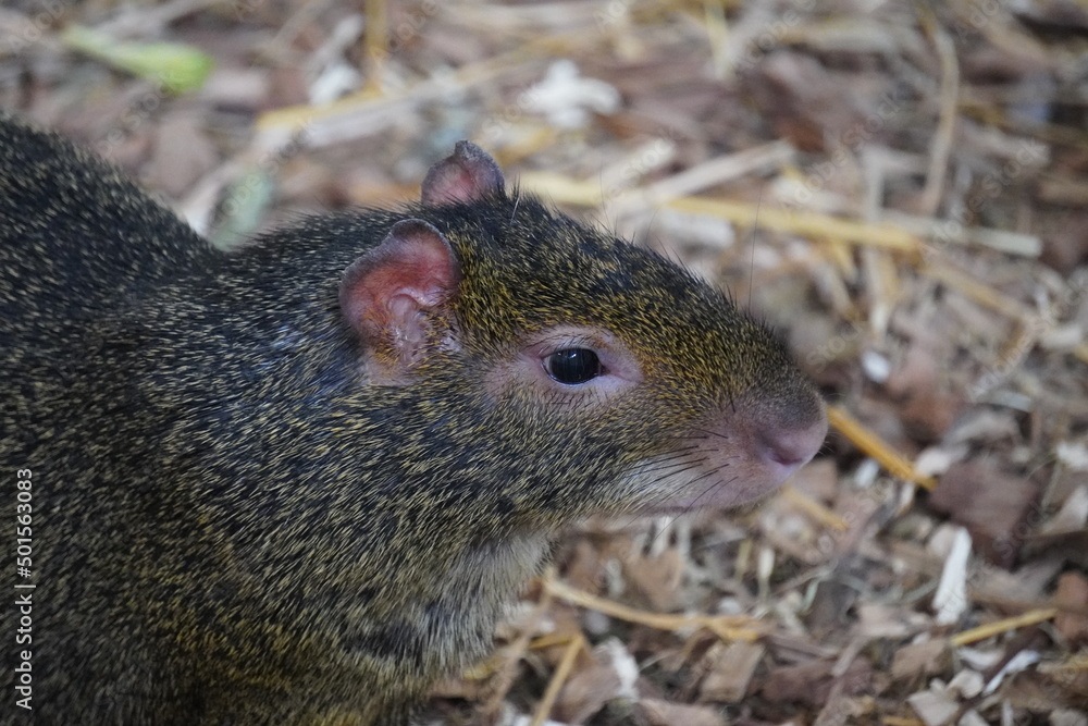 Wall mural Azara's agouti