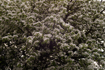 Blooming pear wild tree in meadow