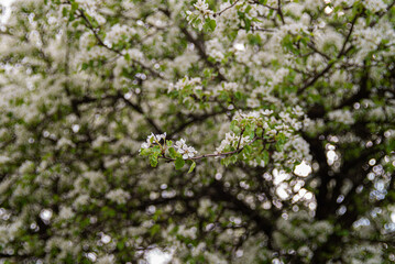 Blooming pear wild tree in meadow