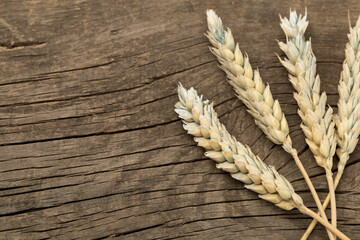 Dry ears of wheat on a wooden background