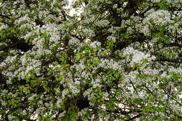 Fototapeta na wymiar Blooming pear wild tree in meadow