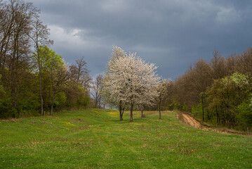 Obraz premium Blooming pear wild tree in meadow