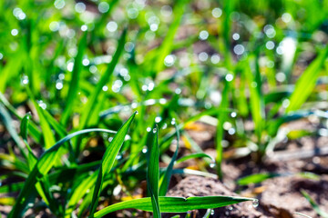 spring fields with fresh shoots of wheat