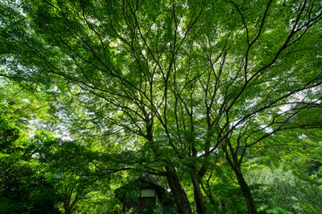 Obraz premium 初夏の木々の緑