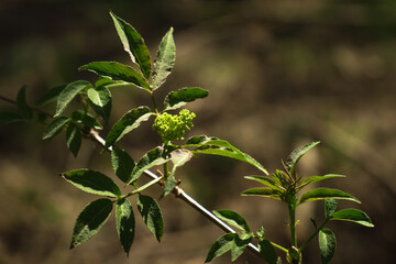 młode liście na wiosnę rosna na gałęzi