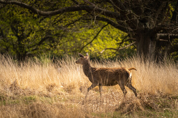 deer in the wild