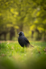 portrait of raven