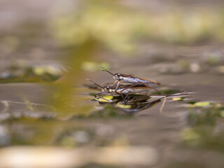 Pond Skaters Mating on a Pond