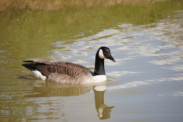 Canada goose