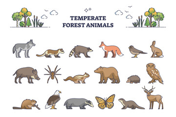 Temperate forest animals and living nature species outline collection set. Wildlife examples for temperate zone habitats vector illustration. Zoological list with wolf, fox, deer, beaver or birds.