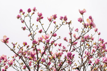 Magnolia blossomed on a background of white clouds in the sky. The beginning of spring. beautiful flowers.