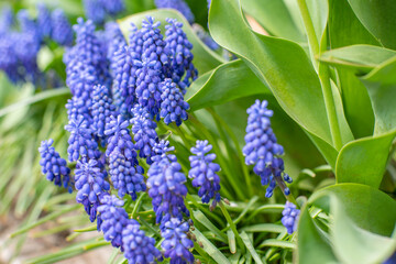 beautiful blue-purple flowers bloom in early spring. beautiful nature.