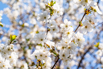 white little flowers bloom on a background of blue sky.