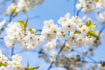 white little flowers bloom on a background of blue sky.
