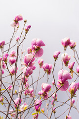 Fototapeta na wymiar Magnolia blossomed on a background of white clouds in the sky. The beginning of spring. beautiful flowers.