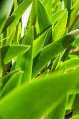 green background with grass texture in nature. grass natural color.