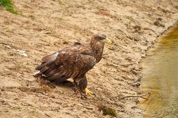 A hunting bald eagle walks with large strides over the sand to the water. Sharp nails in the claws. Detailed, yellow beak brown feathers