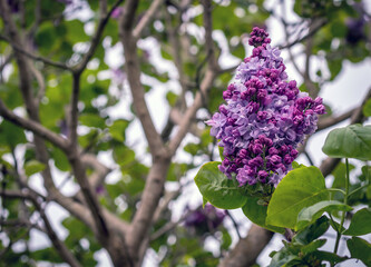 bunch of lilac