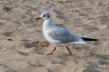 Une mouette