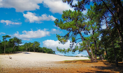 Scenic dutch landscape with scotch conifer pine trees, drift sand dunes, green forest, blue summer sky fluffy clouds - Loonse und Drunense Duinen, Netherlands © Ralf