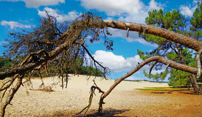 Beautiful dutch scenic landscape with dead dry tree branch, drift sand dune, scotch pine tree forest, blue sky - Loonse und Drunense Duinen, Netherlands - obrazy, fototapety, plakaty
